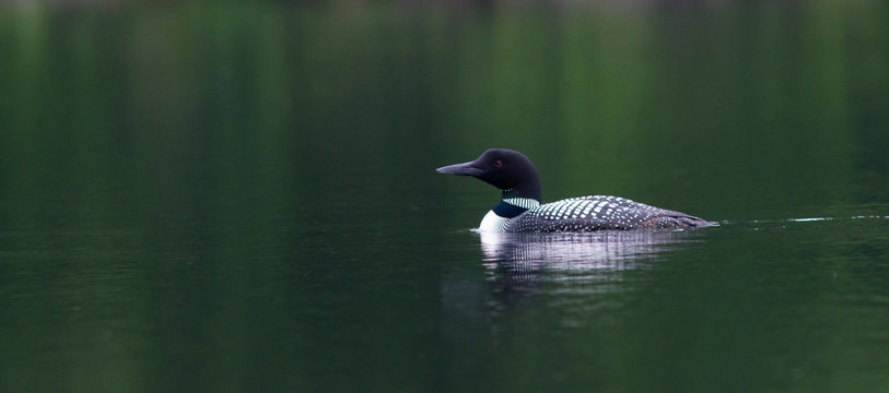 Common Loon On A Lake