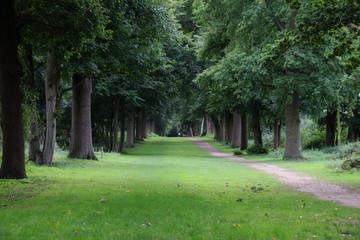 Path through a forest
