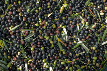 detail: hand picking olives from plants, green, black, beating, to obtain extra virgin oil, through processing, food full of antioxidants, Taggiasca variety, autumn winter, Riviera, Liguria, Italy