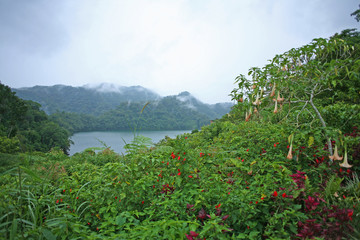 Tropical rainforest on the shores of the Balinsasayao Twin Lakes, Sibulan, Dumaguete City, Negros