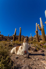 Lama resting at Salar de Uyuni © Erik