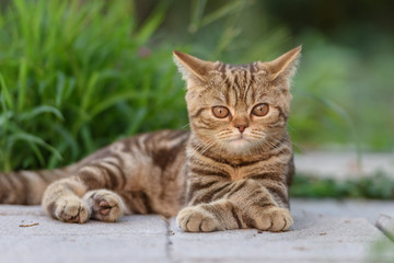Brown Scottish Straight Cat