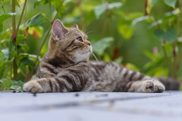 Brown Scottish Straight Cat