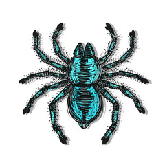 spider tarantula vector color drawing