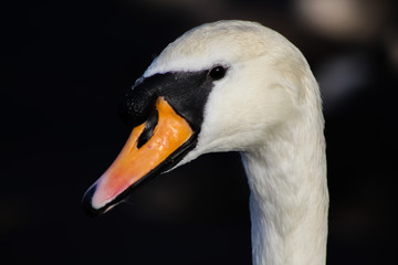 swan