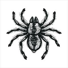 spider tarantula vector color drawing