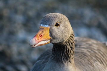 greylag goose 1