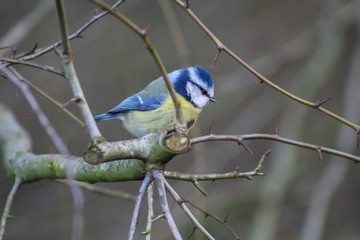 bluetit 4