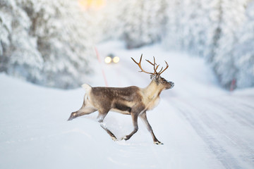Reindeer crossing a winter road, cars headlights visible in the distance