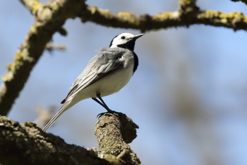 wagtail bird sits on tree branch and sings over cloudless blue sky in spring. ukraine. 2017