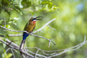 White fronted Bee eater in Kruger National park, South Africa