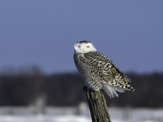 Snowy Owl Female  Sitting on Post on Blue Sky