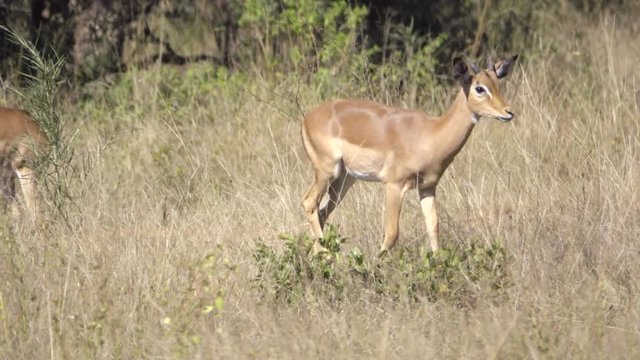 An impala walking in the bush