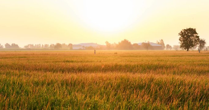 timelapse Sunrise Over the Field in morning paddy fields rual scene Thailand