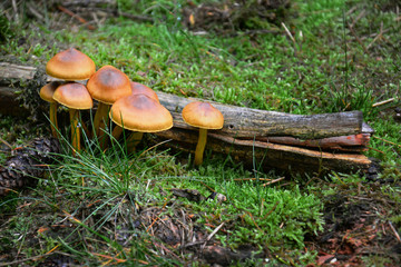 Waldpilze auf Waldboden