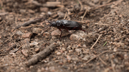Beetle