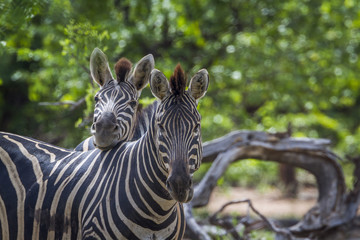 Plains zebra in Kruger National park, South Africa