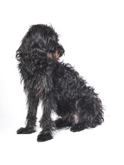 Shaggy Wolfhound cross