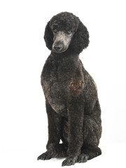 Black Poodle Dog