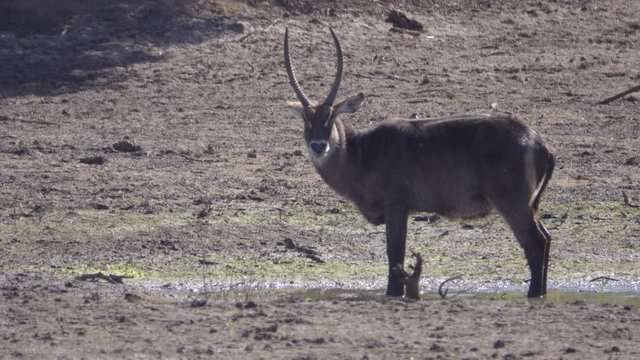 Waterbuck bull standing near water