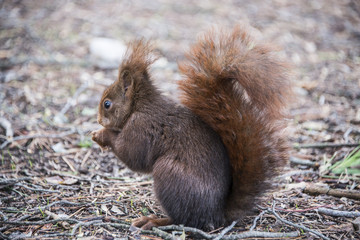 Ardilla comiendo