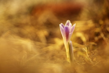 Crocus albiflorus. A rare plant. Free nature of Czech. Spring nature in Czech. Plant in the mountains. Nature. Wild.