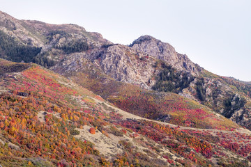 fall utah leaves on the mountains of utah in autumn