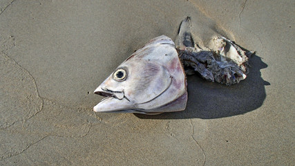 Fish Head On The Beach