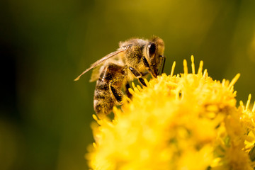 Honey bee on goldenrod flower (Solidago) - side view