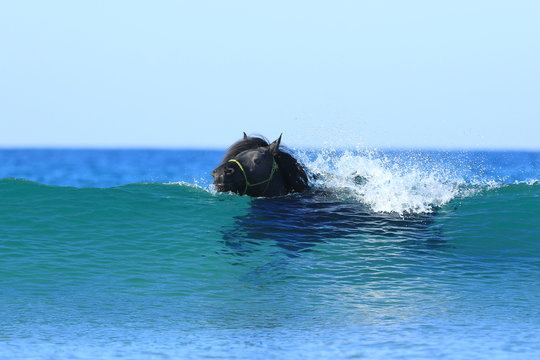 Friese schwimmt im Meer