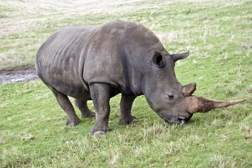 Foto op Plexiglas white rhinoceros © susan flashman