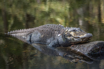 Alligator on a Log