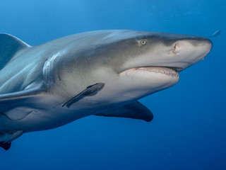Shark Up Close