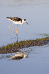 Primer plano de una ave cigüeñuela (Himantopus himantopus)caminando en un arrozal
