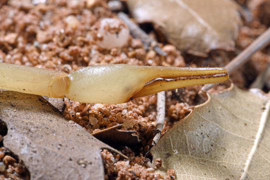 Zange / Schere eines Skorpions (Mesobuthus gibbosus) Feldskorpion