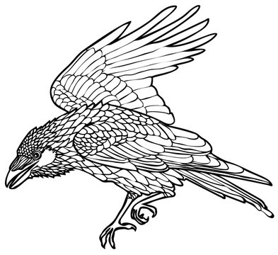 Vector illustration of walking raven black and white
