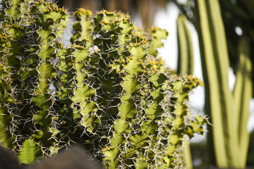 Cactuses growing on the island of Lanzarote, Canary Islands