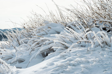 Winter landscape. Branches buried in snow and ice.
