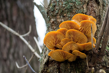 Orange mushrooms in a bark on a tree