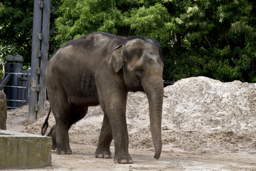elephant