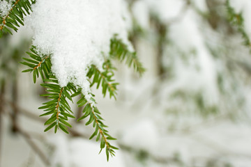 Snow and Ice on Fir Tree