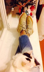 кошка лежит на женских ногах
