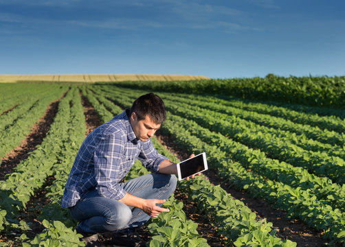 Farmer with tablet in soybean field