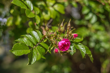 Un ramo di Rose fiorite 