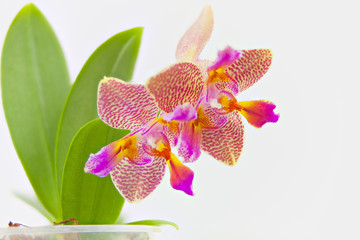 Beautiful rare orchid in pot on white background