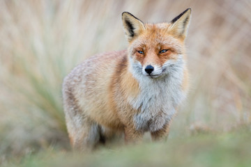Naklejka na ściany i meble Red Fox in winter habitat