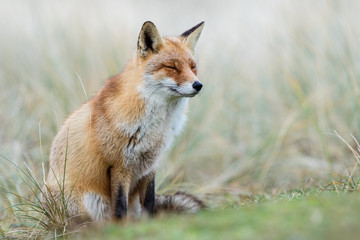 Fototapeta premium Red Fox in winter habitat