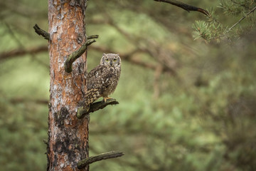 Bubo africanus