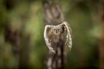 Bubo africanus
