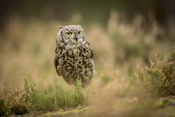 Bubo africanus